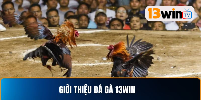 Tìm hiểu về Đá gà 13win