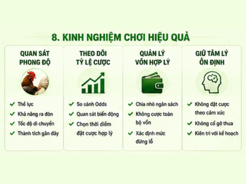 Kinh Nghiệm Chơi Đá Gà Cựa Dao Hiệu Quả